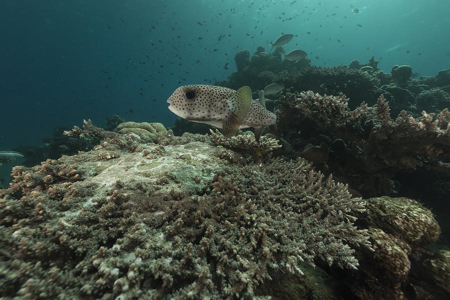 Fish Photograph - Porcupinefish diodon hystrix in the Red Sea. #1 by Stephan Kerkhofs