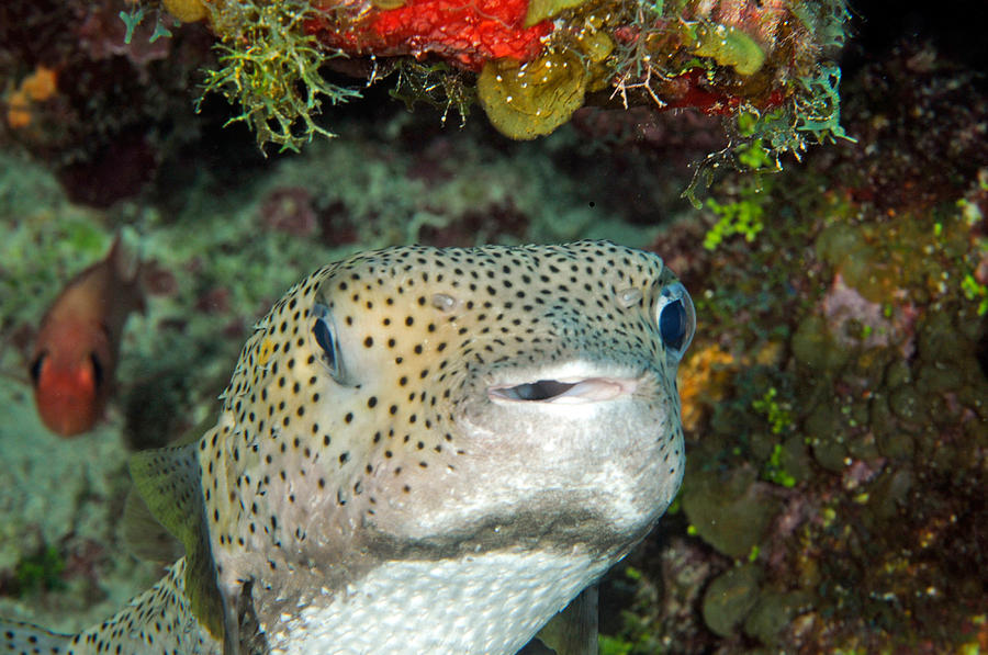 Porcupinefish Diodon Hystrix #1 Photograph by John Maraventano