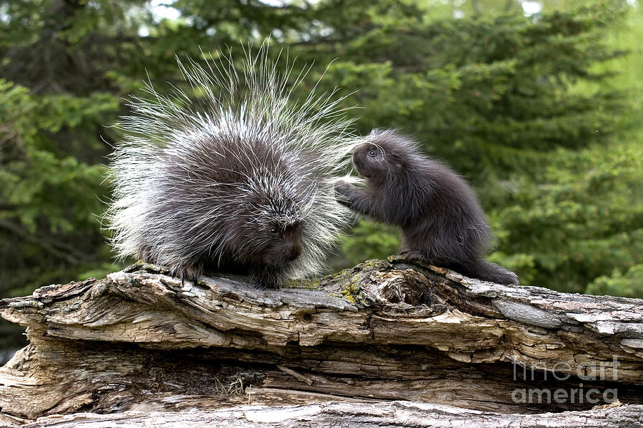 Porcupines #1 Photograph by Linda Freshwaters Arndt