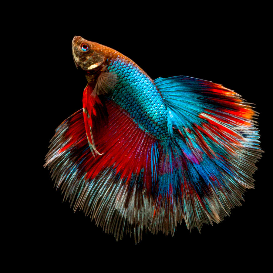 Portrait of a betta fish #1 Photograph by Lessydoang