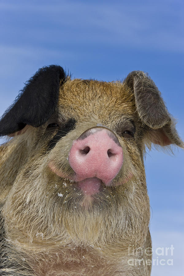 Pig Photograph - Portrait Of A Boar #1 by Jean-Louis Klein and Marie-Luce Hubert
