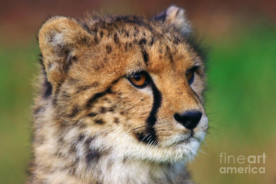 Portrait of a cheetah cub #1 Photograph by Nick  Biemans