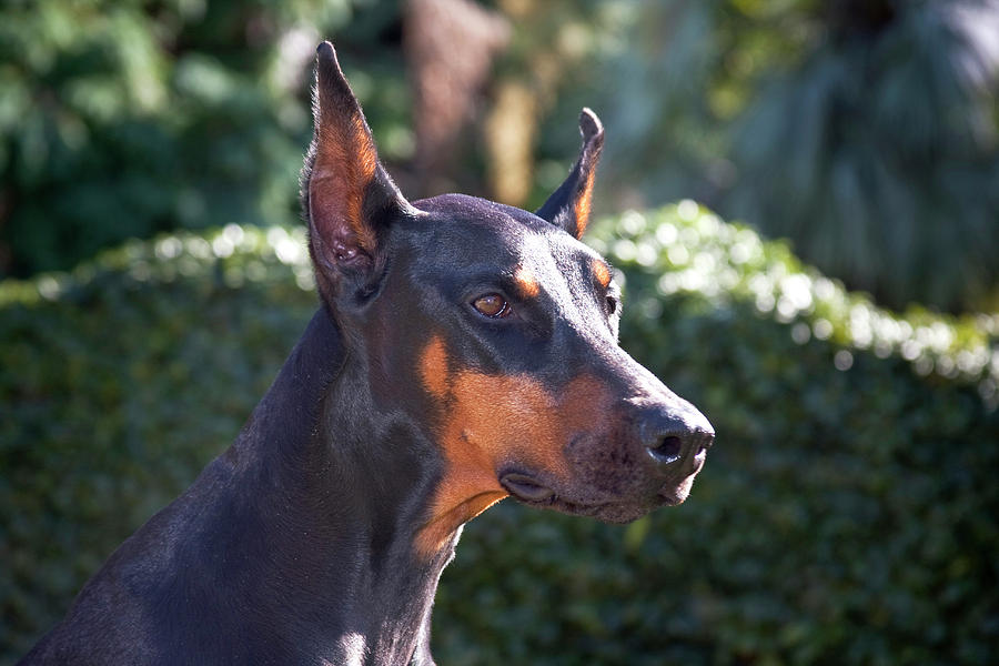 Portrait Of A Doberman Pinscher Photograph by Zandria Muench Beraldo