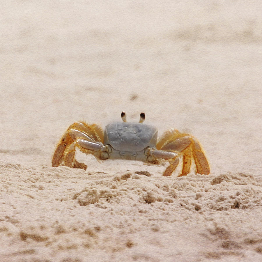 Portrait of a Ghost Crab #1 Photograph by Judy Hall-Folde