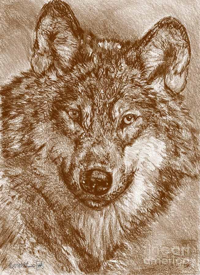 Portrait of a Gray Wolf #2 Drawing by J McCombie