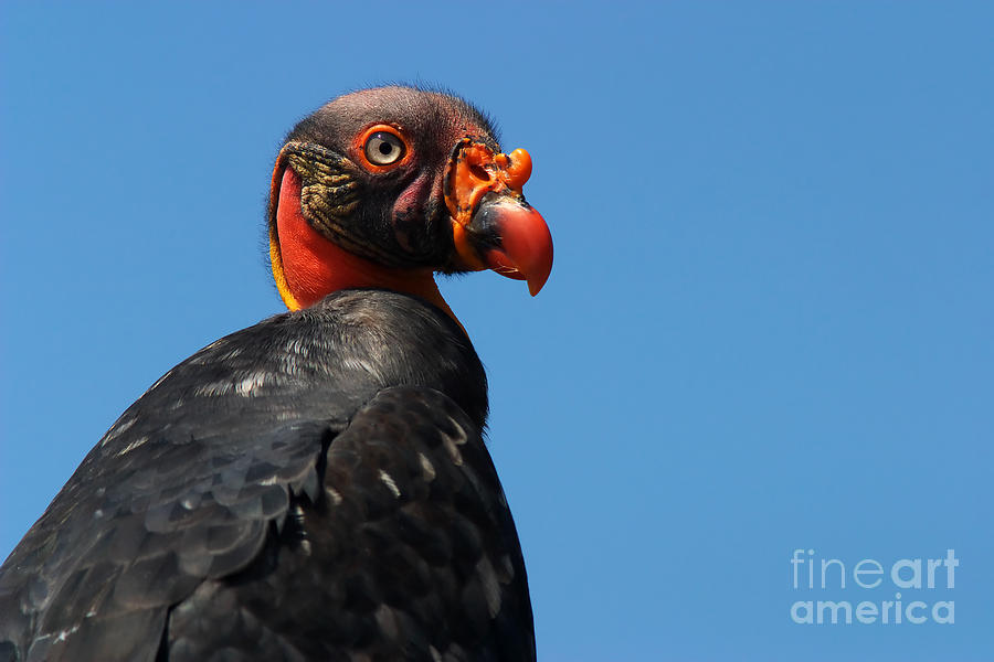 Portrait of a king vulture #2 Photograph by Nick  Biemans