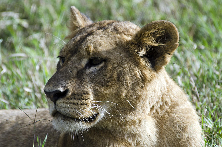 Portrait of a Lion Cub #1 Digital Art by Pravine Chester
