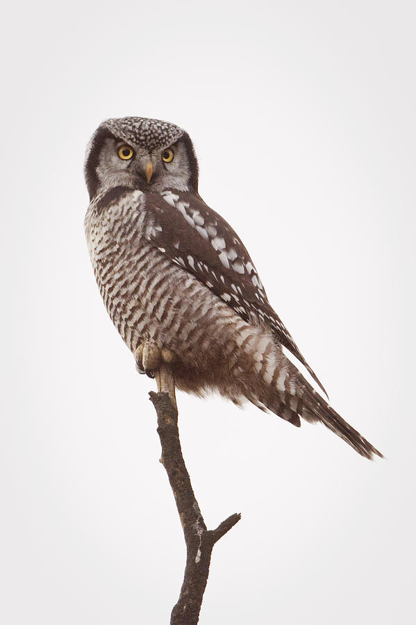 Portrait Of A Northern Hawk Owl Perched Photograph by Ken Baehr - Fine ...