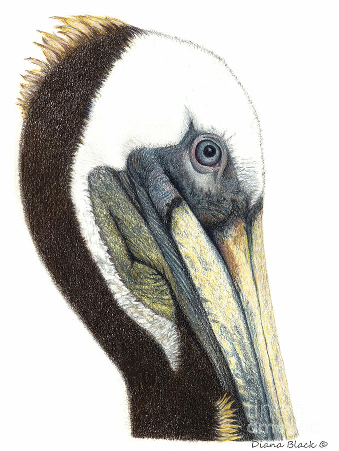 Pelican Painting - Portrait Of A Pelican #1 by Diana Black