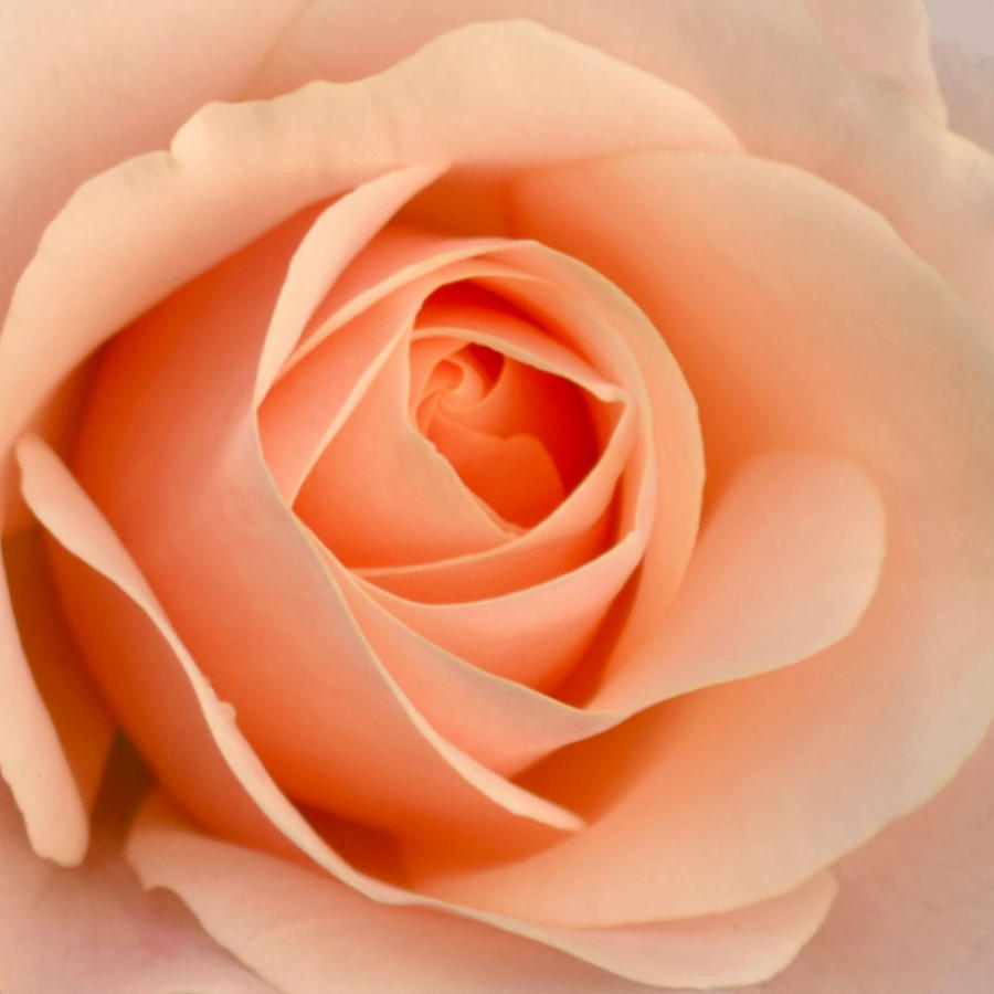 Portrait Of A Rose Photograph