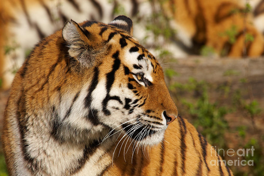 Portrait of a Siberian tiger #1 Photograph by Nick  Biemans