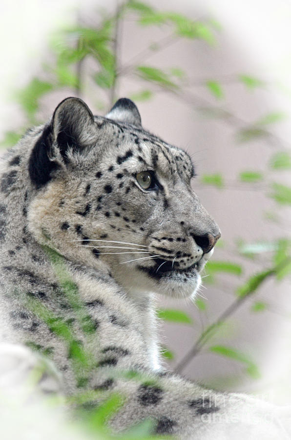 Nature Photograph - Portrait of a Snow Leopard #2 by Jim Fitzpatrick