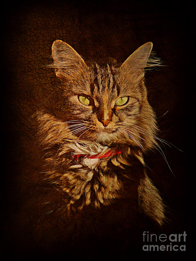 Portrait of a tramp cat #2 Photograph by Binka Kirova