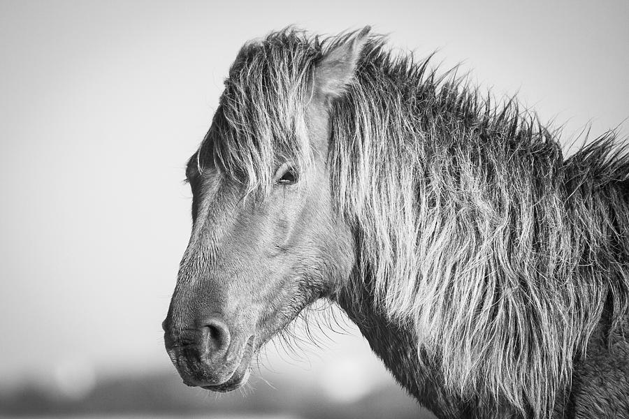 Portrait Of A Wild Horse Photograph