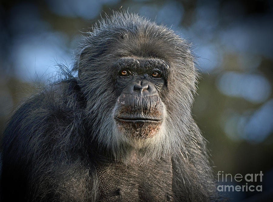Nature Photograph - Portrait of an Elderly Chimp #2 by Jim Fitzpatrick