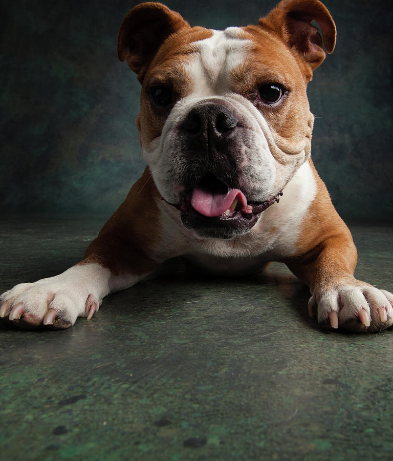 Portrait Of An English Bulldog Photograph by Animal Images - Pixels