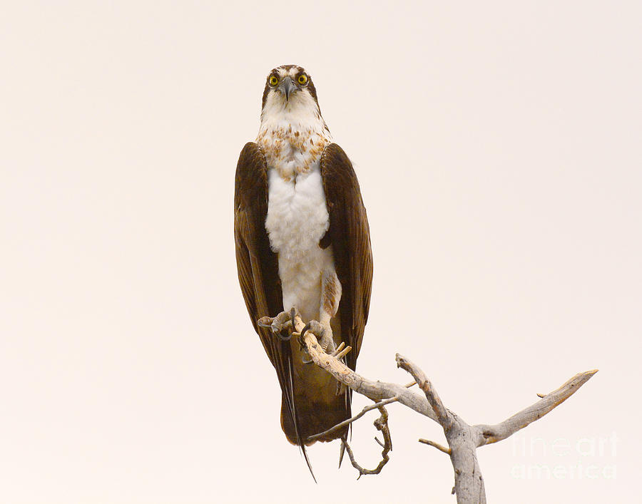 Portrait of an Osprey #1 Photograph by Dennis Hammer
