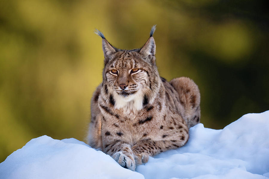 Portrait Of Eurasian Lynx (lynx Lynx Photograph by Martin Zwick - Fine ...