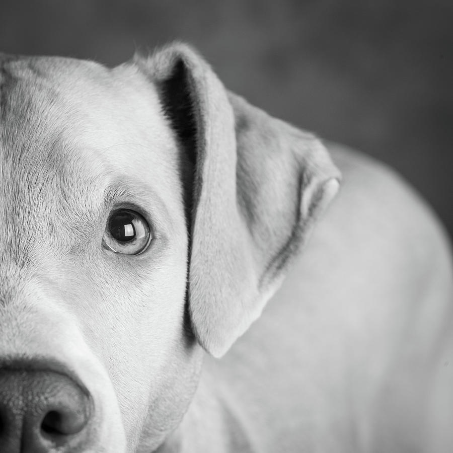 Portrait Of Lab Hound Mix Dog Photograph by Animal Images