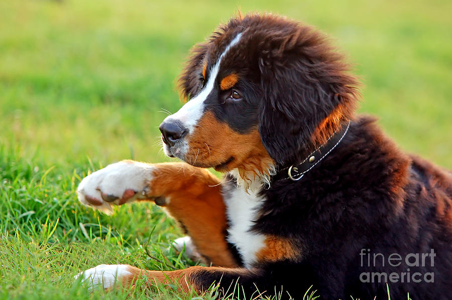 Portrait of puppy Bernese mountain dog  #1 Photograph by Michal Bednarek