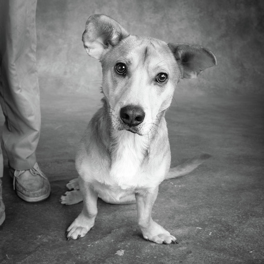 Labrador store westie mix