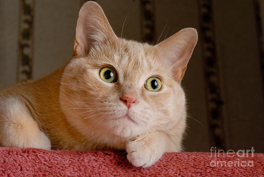Cat Photograph - Portrait Orange Tabby Cat #1 by Amy Cicconi