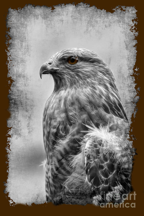 Hawk Photograph - Portrait red tail hawk #1 by Dan Friend