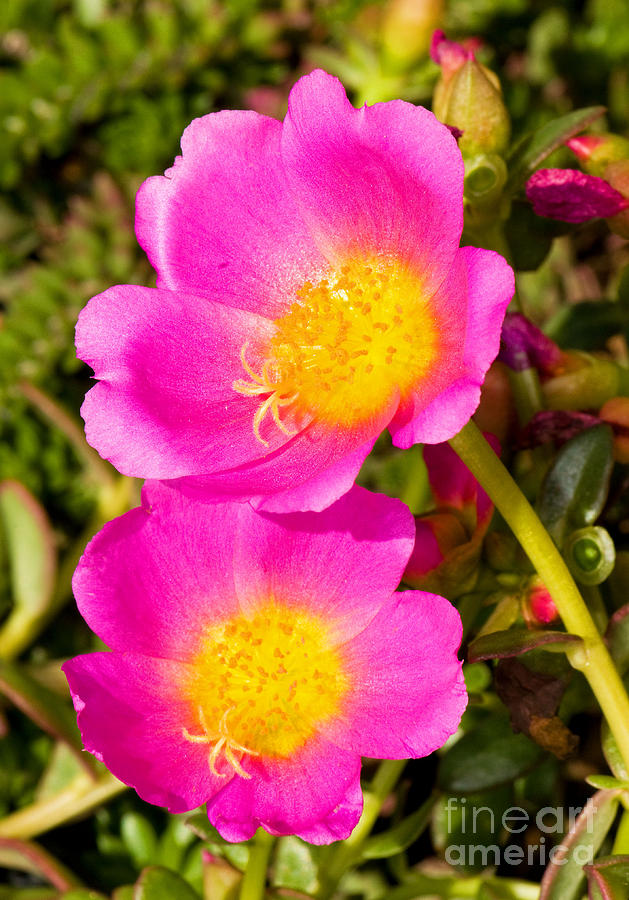 Portulaca Flower #1 Photograph by Millard H. Sharp