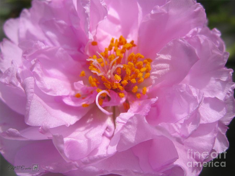 Flower Photograph - Portulaca named Happy Hour Pink #1 by J McCombie