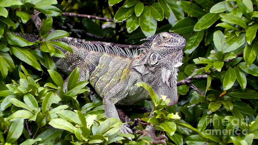 Posing Iguana #1 Photograph by Don Kenworthy