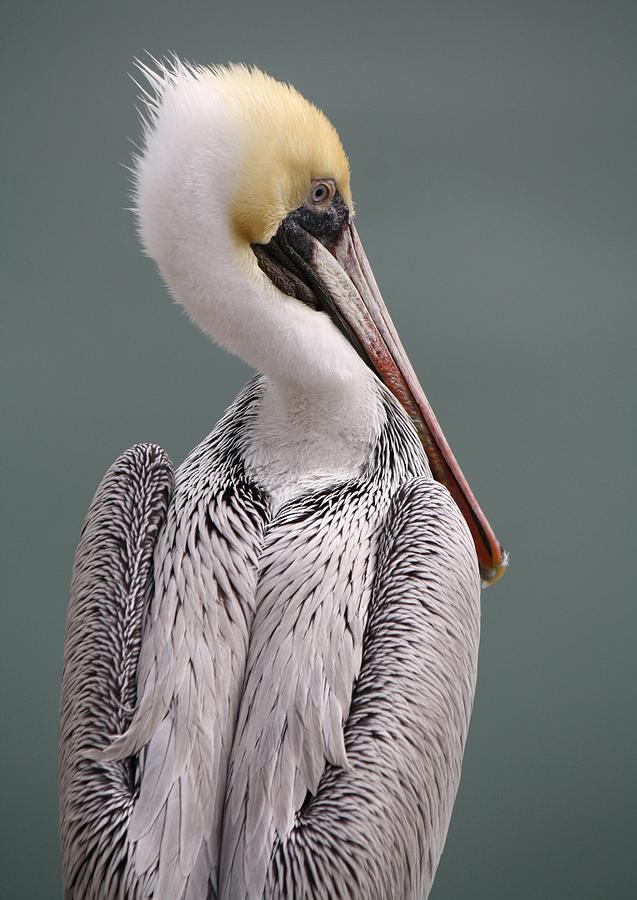 Posing Pelican Photograph By Paulette Thomas - Fine Art America