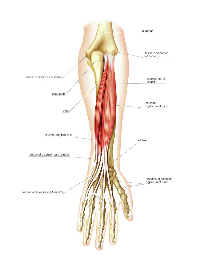 Anatomy Photograph - Posterior Muscles Of Forearm #1 by Asklepios Medical Atlas