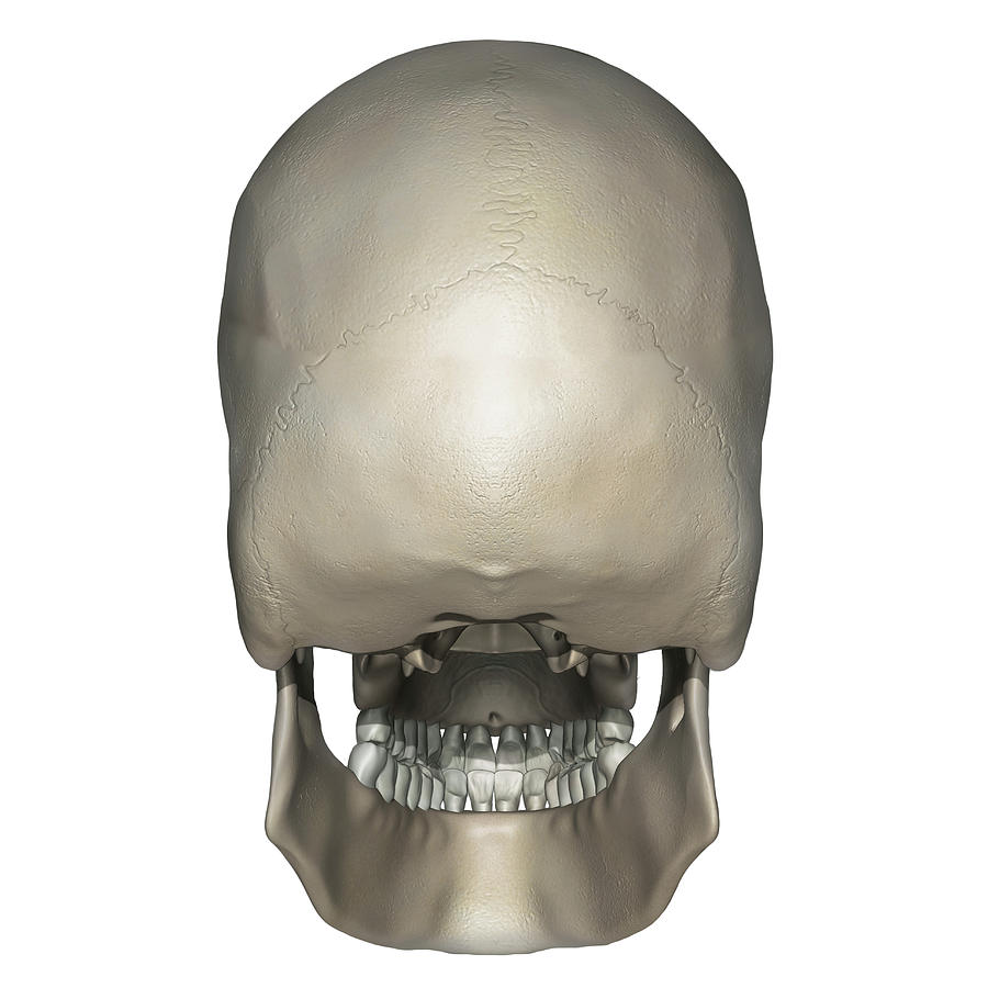 Posterior View Of Human Skull Anatomy Photograph By Alayna Guza Pixels 3110