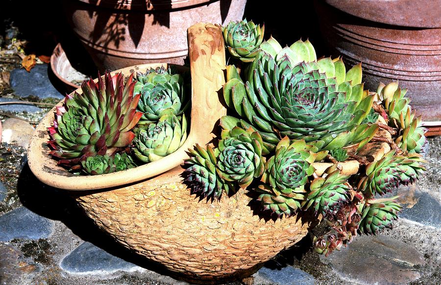Pot Of Succulents #1 Photograph by Brian Gadsby/science Photo Library