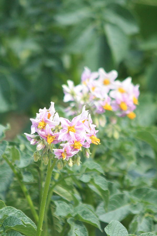 Potato Blossoms Photograph by Charles G Cormier | Fine Art America