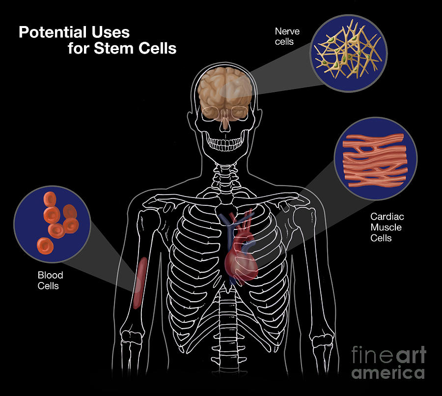 Potential Uses For Stem Cells #1 Photograph by Spencer Sutton