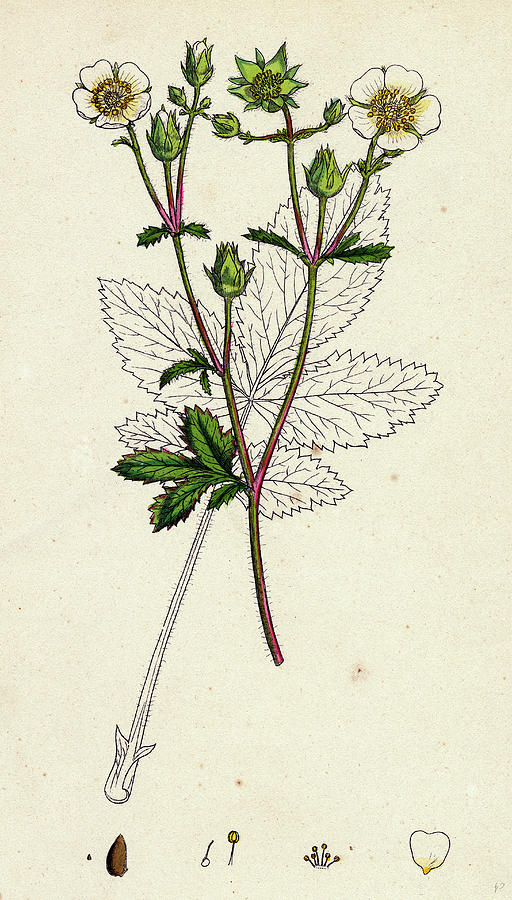 Potentilla Rupestris Strawberry-flowered Cinquefoil Drawing by English ...