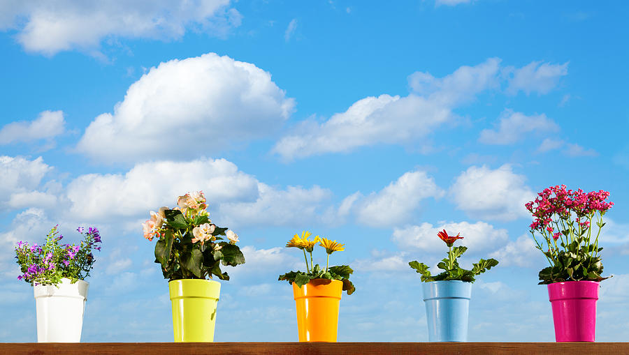 Potted flowers and sky Photograph by Alexey Stiop