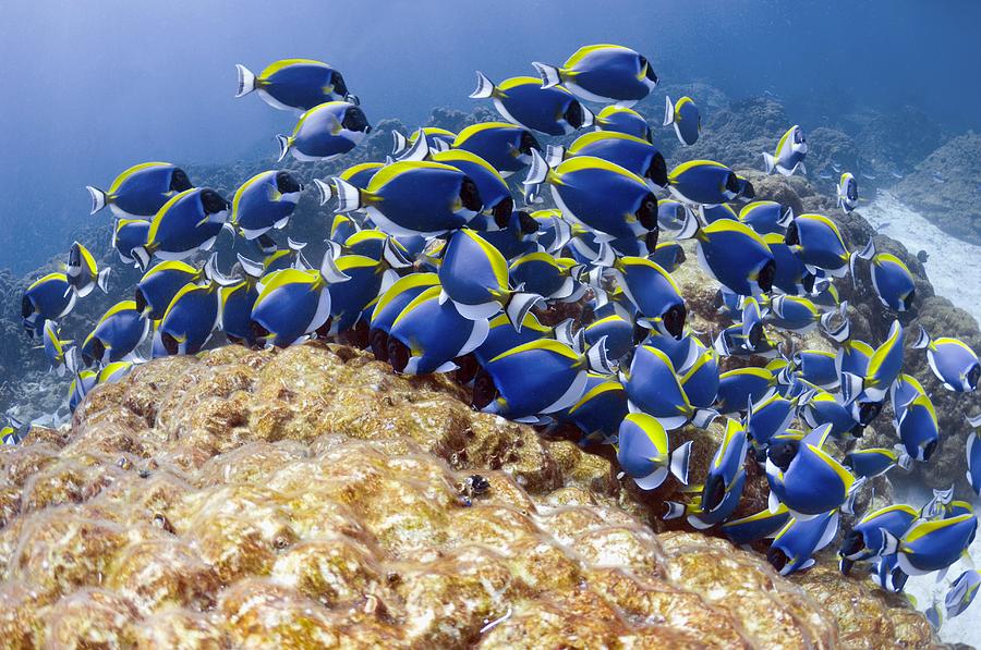 Powder blue tangs Photograph by Science Photo Library - Fine Art America