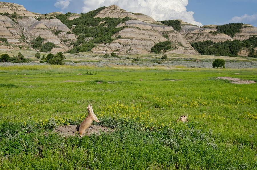 Prairie Dog Jump-yip #1 Photograph by Thomas And Pat Leeson