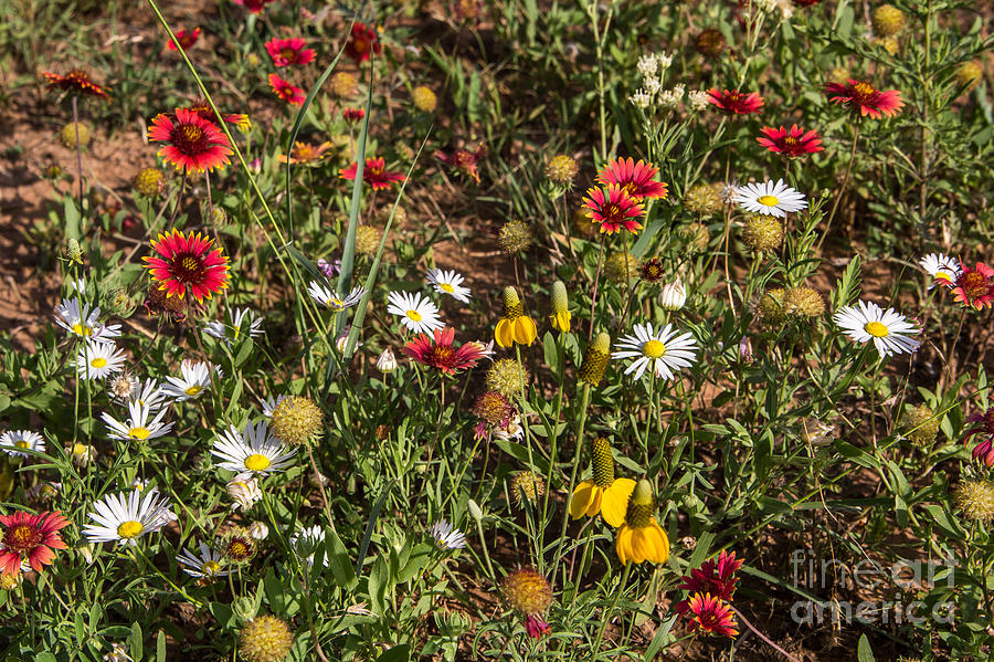 Prairie Flowers #1 Photograph by Jim McCain