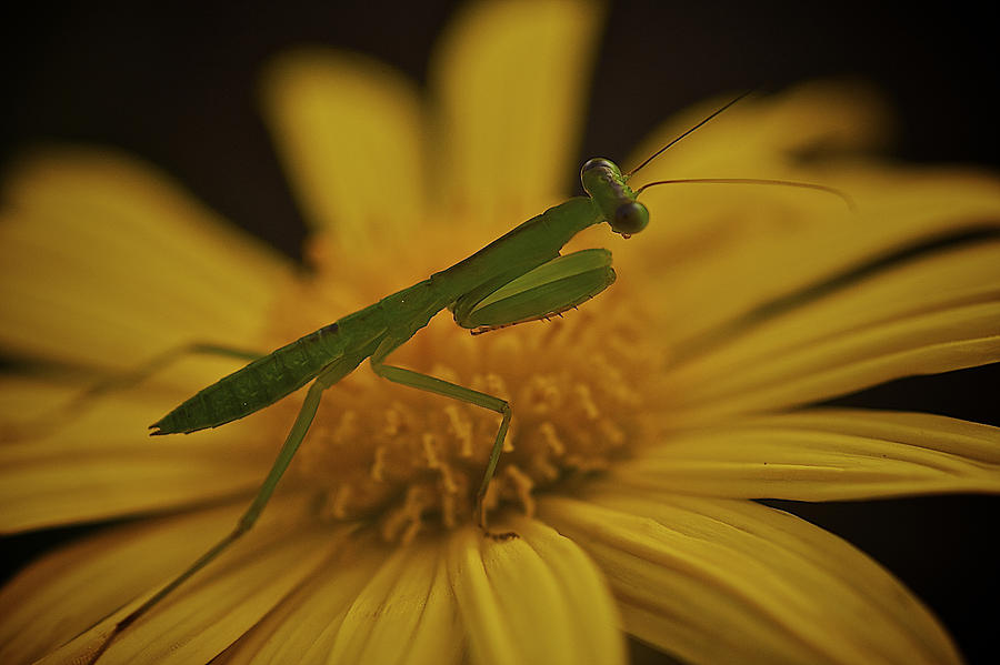 Praying Mantis Photograph by Arj Munoz