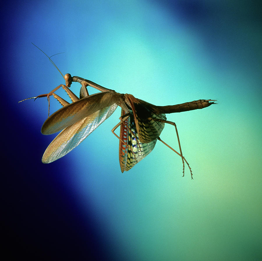 Praying Mantis In Flight Photograph By Dr John Brackenburyscience
