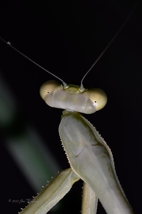 Wildlife Photograph - Praying Mantis #2 by Jim Thompson