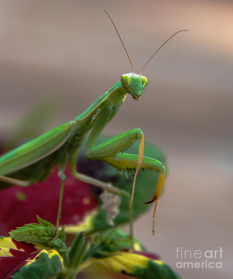Praying Mantis #3 Photograph by Robert Bales