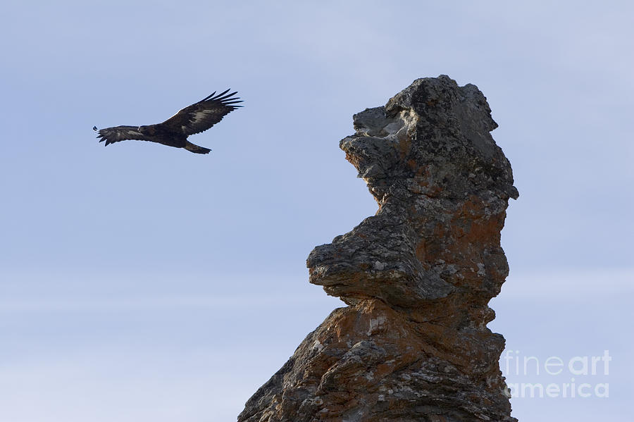 Eagle Photograph - Predator #1 by Alex Rowbotham