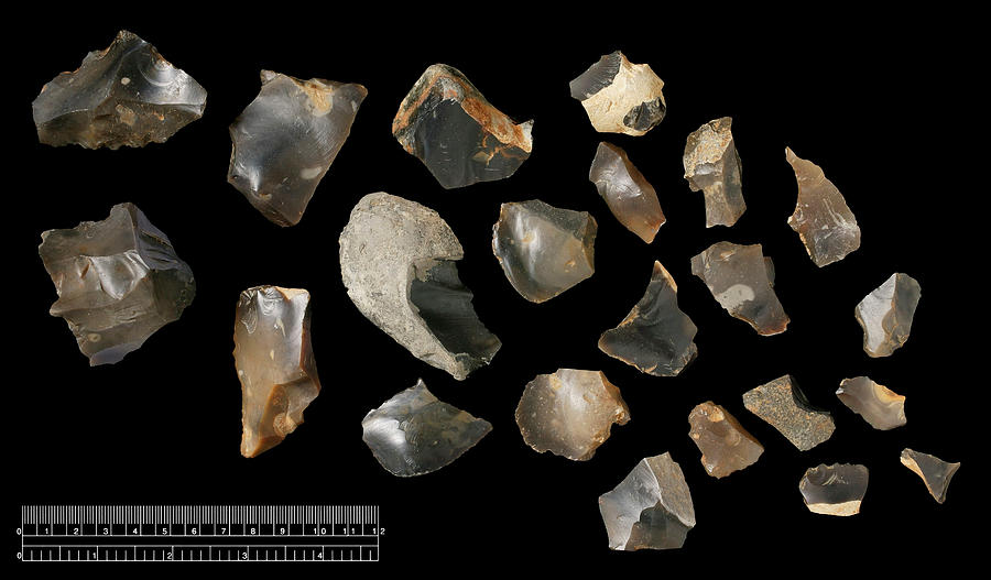 Prehistoric Flint Tools #1 Photograph by Natural History Museum, London/science Photo Library