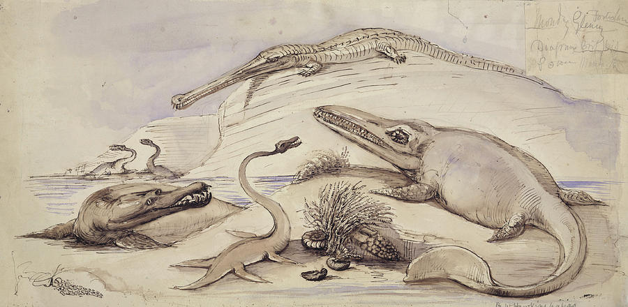 Prehistoric Marine Reptiles #1 Photograph by Natural History Museum, London/science Photo Library