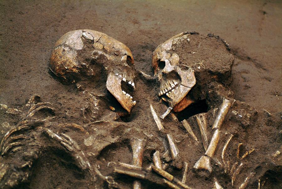 Prehistoric Photograph - Prehistoric Skeletons #1 by Pasquale Sorrentino/science Photo Library