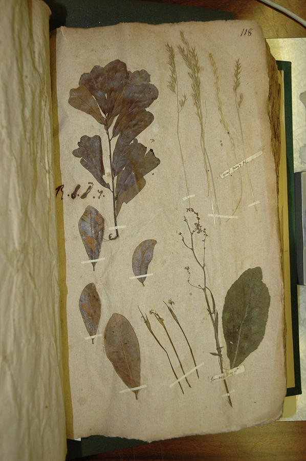 Pressed Plant Specimens Photograph by Natural History Museum, London ...